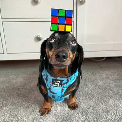 Rubix cube in harness